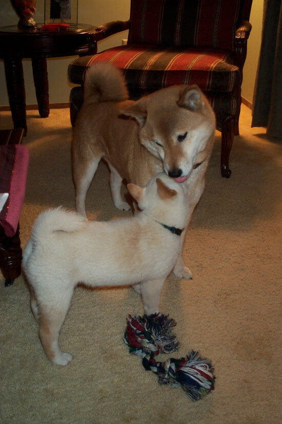 赛道上的磐石，阿拉巴稳定输出，F1年度争冠之夜见证不朽传奇