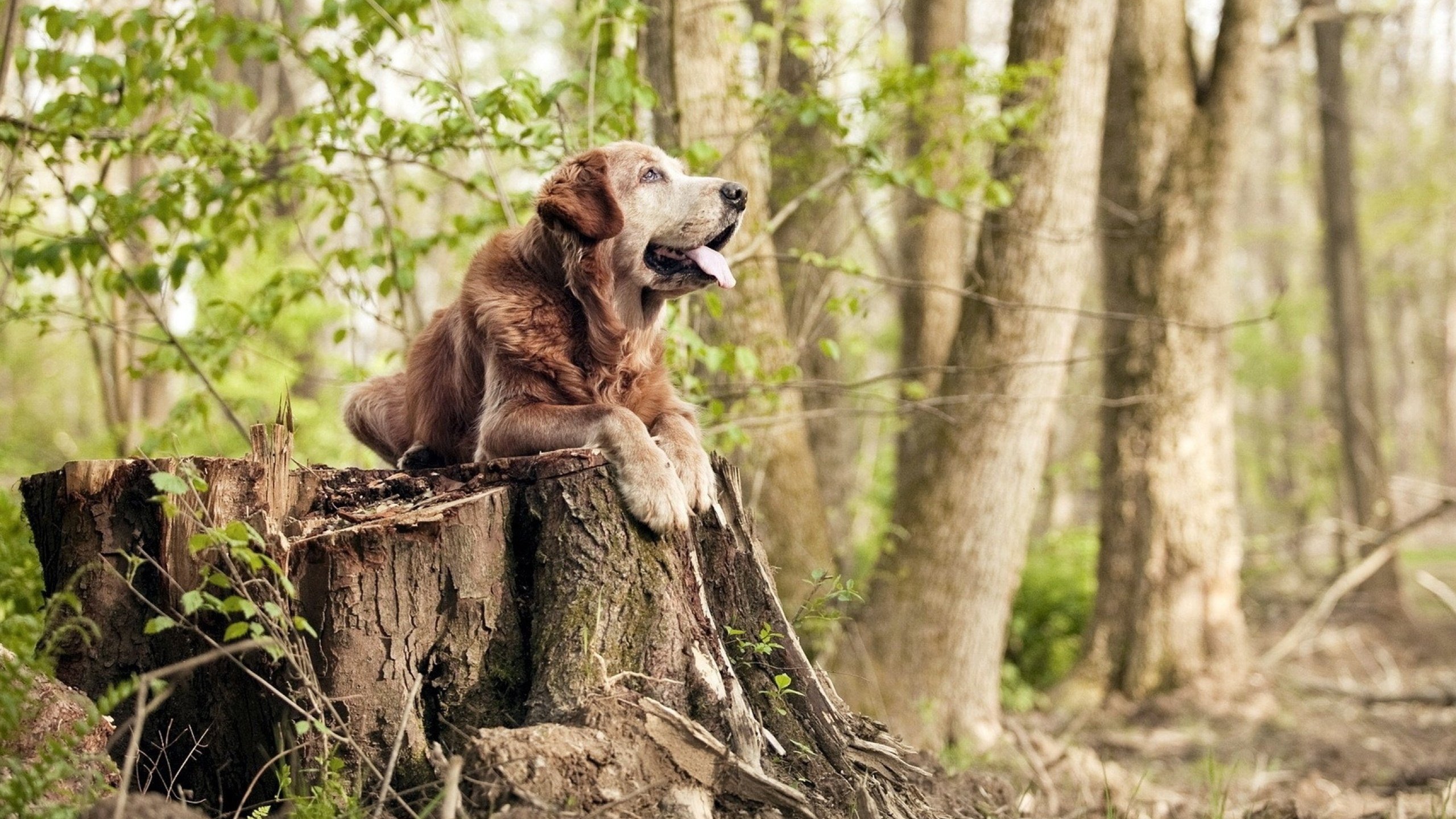 魔术收割老鹰,哈登在欧冠半决赛接管比赛